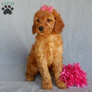 Bubbles (medium), Goldendoodle Puppy